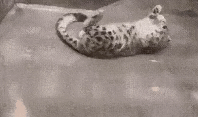 Black and White Snake Swimming