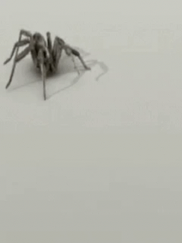 Black And White Spider Crawling GIF