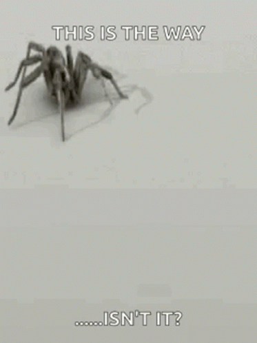 Black and White Spider This Is the Way Isn't It