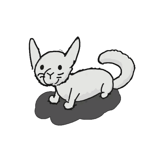 Black And White White Cat