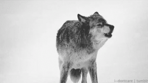 Black And White Wolf In Snow GIF