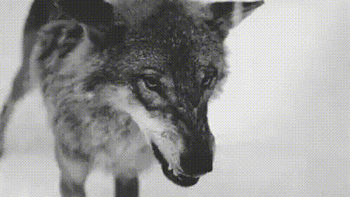 Black and White Wolf in Snow