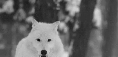 Black And White Wolf Looking At Camera GIF