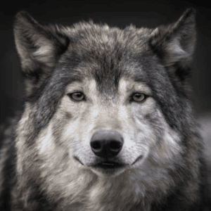 Black and White Wolf Looking at Camera