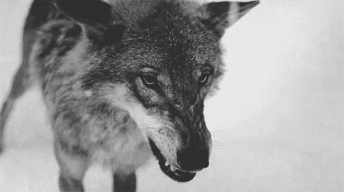 Black and White Wolf With Mouth Open and Teeth Visible
