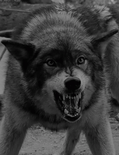 Black and White Wolf with Open Mouth
