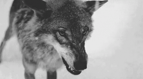 Black and White Wolf With Open Mouth