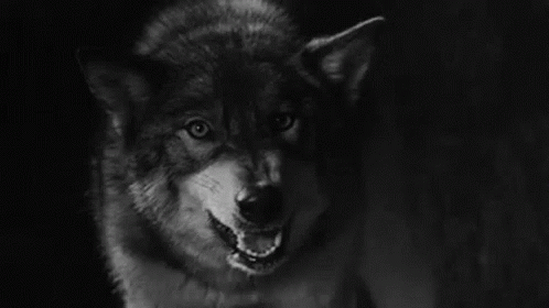 Black and White Wolf With Open Mouth