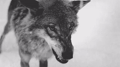 Black and White Wolf With Open Mouth