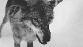 Black and White Wolf With Open Mouth