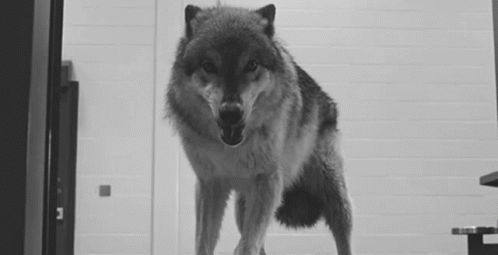 Black and White Wolf With Open Mouth