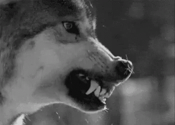 Black and White Wolf With Open Mouth