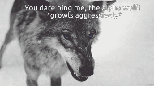 Black and White Wolf With You Dare Ping Me