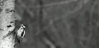 Black And White Woodpecker On Branch GIF