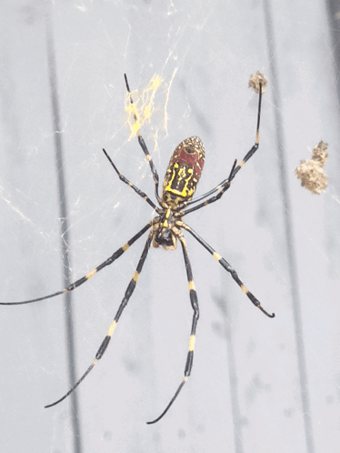 Black and Yellow Spider With Red Head