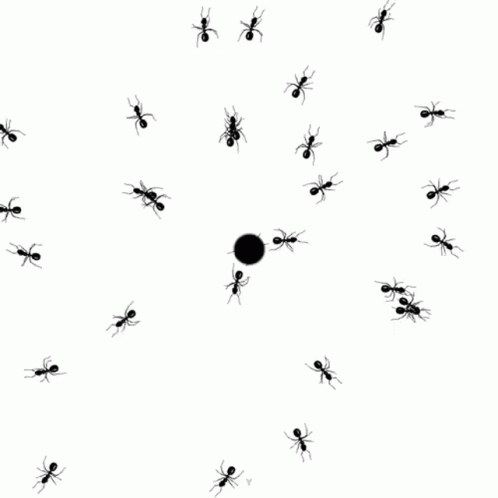 Black Ants Gathered Around Black Ball