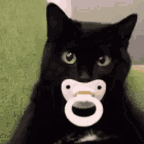 Black Baby Cat On A Pacifier GIF