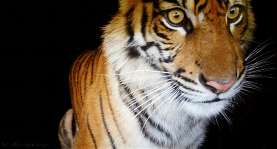Black Background Confused Tiger GIF