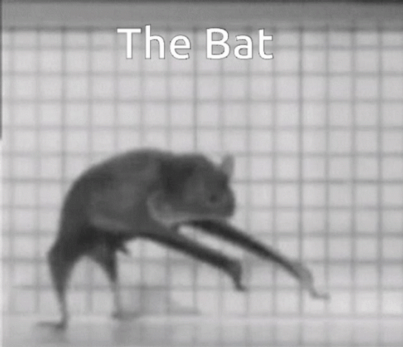 Black Bat Crawling Feet Like Digits GIF