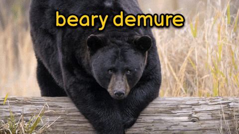 Black Bear Beary Demure Look GIF