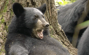 Black Bear Gaping GIF