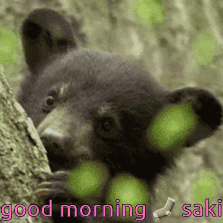 Black Bear Peeking Out With Good Morning Saki