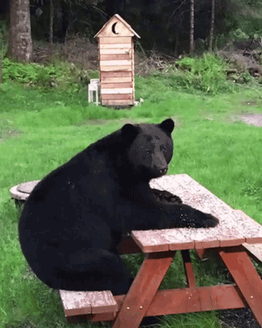 Black Bear Sitting GIF