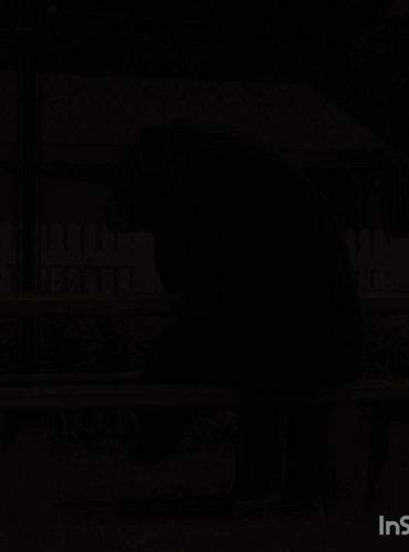 Black Bear Sitting on Bench With Letters INS