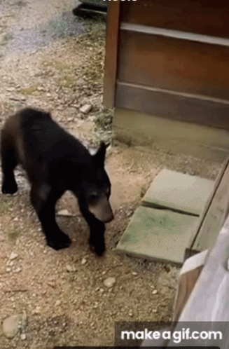 Black Bear Walking Near Wooden Door