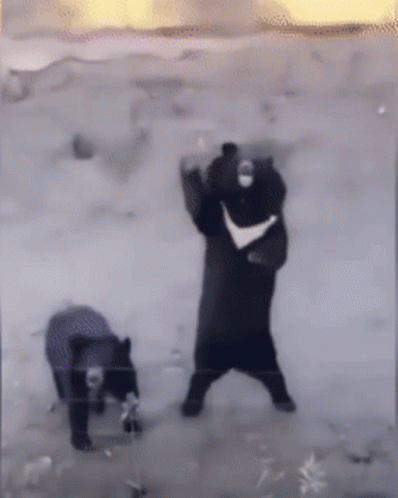 Black Bear Waving Inside The Fence GIF