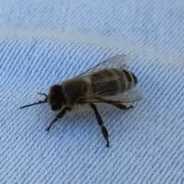 Black Bee Meme GIF