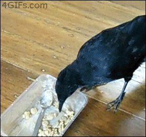 Black Bird Eating Food From Plastic Container With Spoon