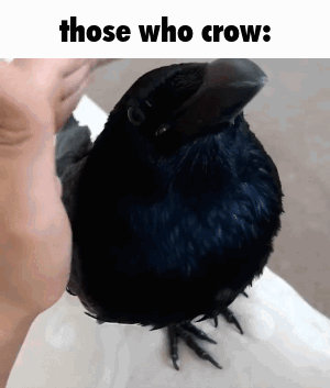 Black Bird Held in Hand Those Who Crow