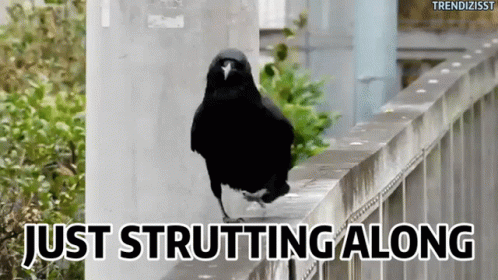Black Bird Just Strutting Along GIF