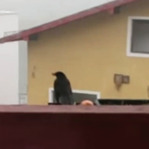 Black Bird Perched On Side Of House GIF