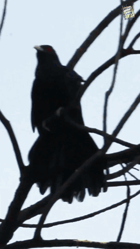 Black Bird Perched on Tree Branch