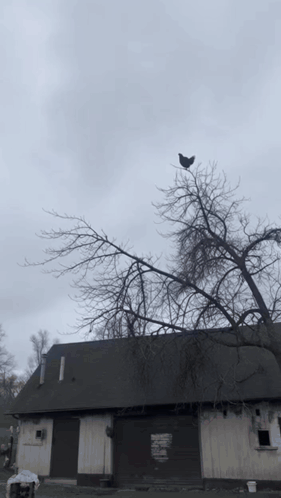 Black Bird Perched on Tree Branch