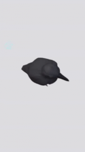 Black Bird Sitting On Gray Background GIF