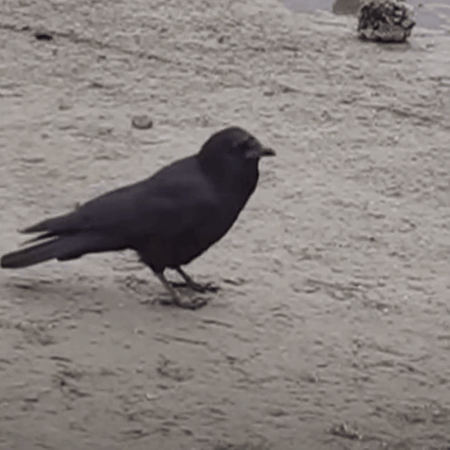 Black Bird Standing On Dirt Ground GIF