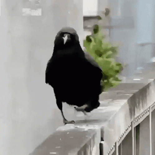 Black Bird Standing on Ledge With Plant in Beak