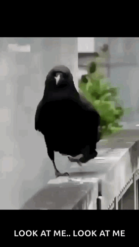 Black Bird Standing On Railing Saying Look At Me Look At Me GIF