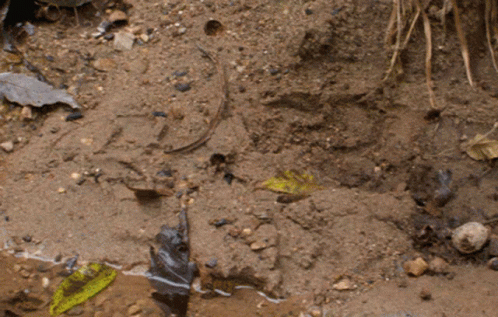 Black Boot In Dirt GIF