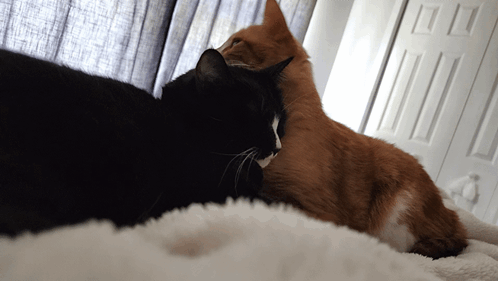 Black Cat And Orange Cat Lying On Bed GIF