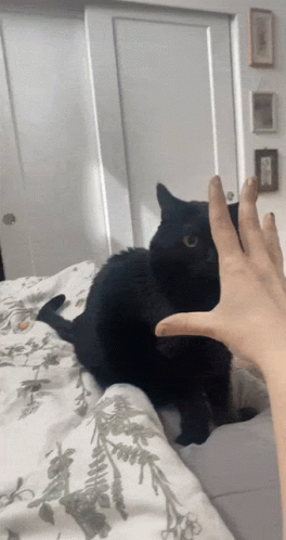 Black Cat Attack GIF