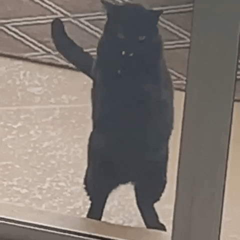 Black Cat Begging Let Me In Meme GIF