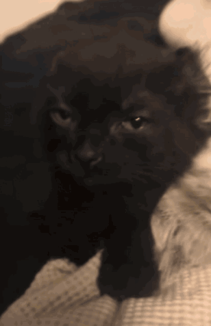 Black Cat Being Held
