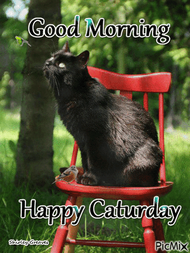 Black Cat Bird on Red Chair Good Morning Happy Saturday