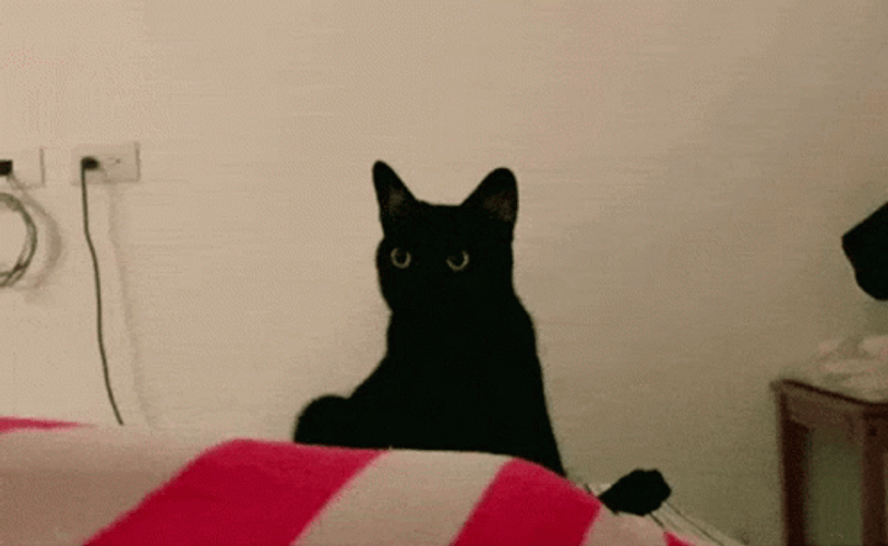 Black Cat Bobbing Head Dance Shake GIF