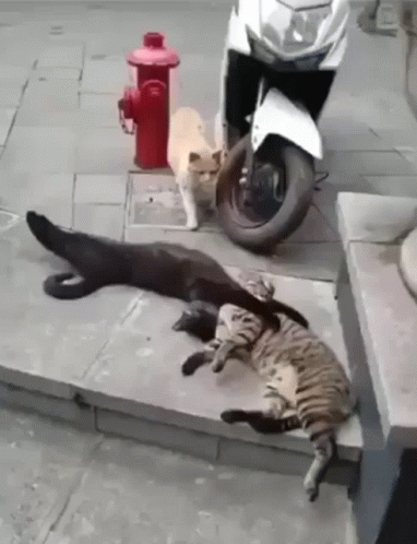 Black Cat Cheating On Its Wife GIF