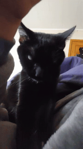 Black Cat Clawing Purr GIF